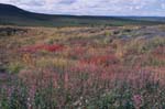 Wildflowers near Dempster Highway