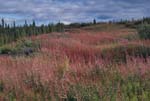 Wildflowers near Dempster Highway