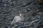 Dall sheep above Savage River