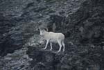 Dall sheep above Savage River