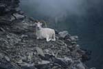 Dall sheep above Savage River