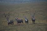 Caribou Near Savage River