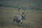 Caribou Near Savage River