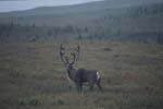 Caribou Near Savage River