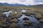 Stream and Moss Near Savage River