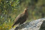 Ptarmigan near Savage River