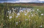 Cotton grass near Wonder Lake