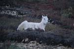 Dall Sheep Ewe