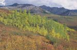 Fall color near Savage River