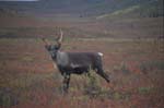 Caribou near Savage River