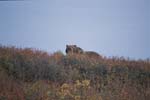 Grizzly Bear near Eilsen Vistor Center