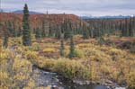 Fall color along Denali Highway