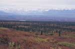 Fall color along Denali Highway