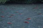 Spawning Sockeye Salmon