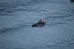 Sea Otter