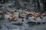 Sea Lion Colony