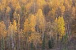 Fall Color Near Dalton Highway