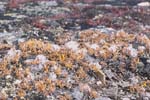 Tundra Flowers