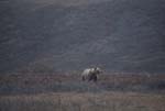 Grizzly near Dalton Highway