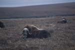 Muskox near Dalton Highway
