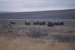 Muskox near Dalton Highway