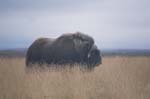 Muskox near Dalton Highway