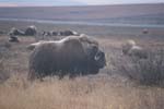 Muskox near Dalton Highway