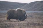 Muskox near Dalton Highway