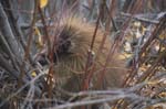 Porcupine near the Top of the World Highway