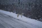 Wolf near the Dempster Highway