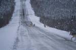 Wolves near the Dempster Highway
