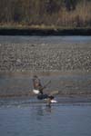 Bald Eagles Fighting