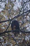 Bald Eagle in Tree