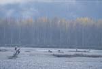 Bald Eagles in the Chilkat Bald Eagle Preserve