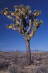 Joshua Tree