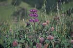 Meadow Flower