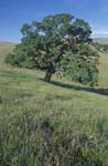 Tree in the Clayton Hills