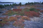 South Plazas Landscape