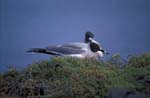 Swallow Tail Gulls
