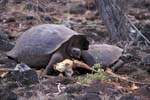 Tortoise After Feeding in the Galapaguera