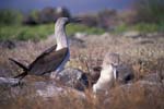 Blue-Footed Boobies