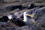 Waved Albatross