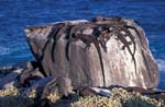 Marine Iguanas