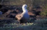 Waved Albatross