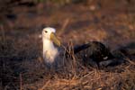 Waved Albatross