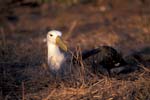 Waved Albatross