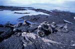 Marine Iguanas