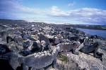 Marine Iguanas