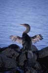 Flightless Cormorant