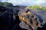 Lava Flow and Cactus